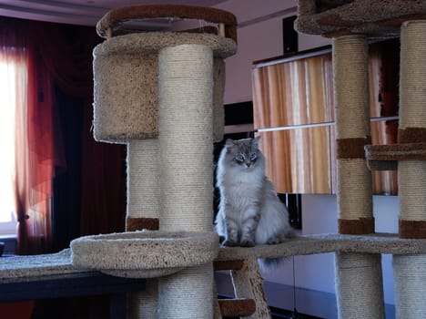 a Cats, lovely fluffy a pets. kitten