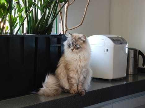 a Cats, lovely fluffy a pets. kitten