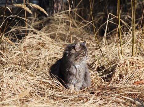 a Cats, lovely fluffy a pets. kitten