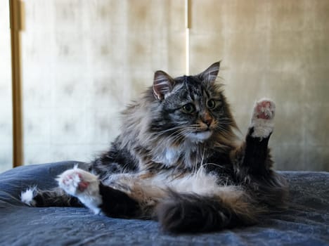 a Cats, lovely fluffy a pets. kitten