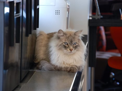 a Cats, lovely fluffy a pets. kitten