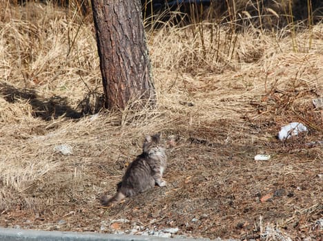 a Cats, lovely fluffy a pets. kitten