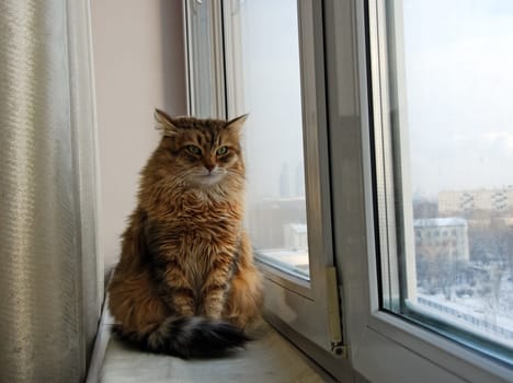 a Cats, lovely fluffy a pets. kitten