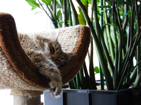 a Cats, lovely fluffy a pets. kitten
