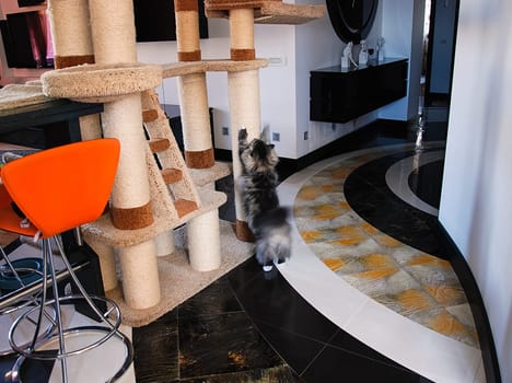 a Cats, lovely fluffy a pets. kitten