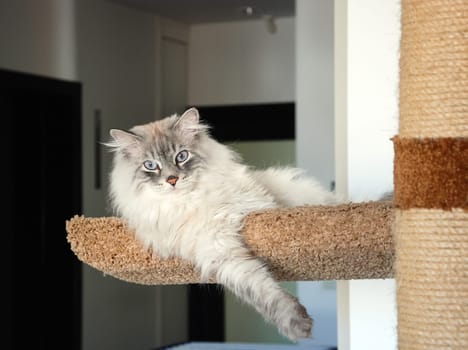 a Cats, lovely fluffy a pets. kitten