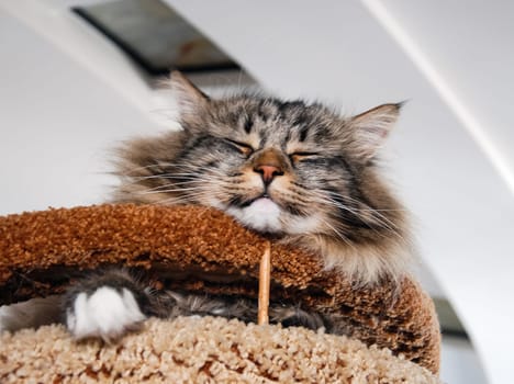 a Cats, lovely fluffy a pets. kitten