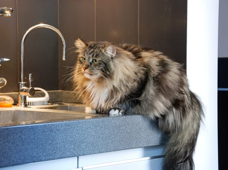 a Cats, lovely fluffy a pets. kitten