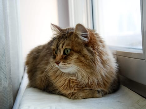 a Cats, lovely fluffy a pets. kitten
