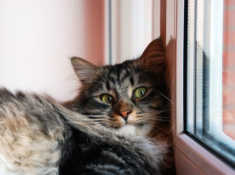 a Cats, lovely fluffy a pets. kitten