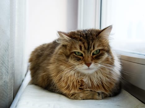 a Cats, lovely fluffy a pets. kitten