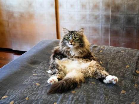 a Cats, lovely fluffy a pets. kitten