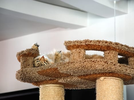 a Cats, lovely fluffy a pets. kitten