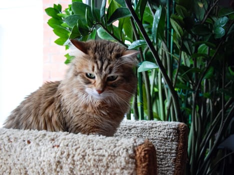 a Cats, lovely fluffy a pets. kitten