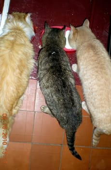 Cats, a lovely fluffy a pets