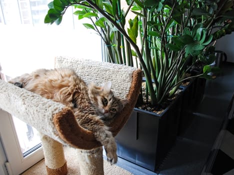 a Cats, lovely fluffy a pets. kitten