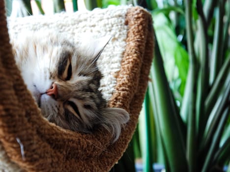 a Cats, lovely fluffy a pets. kitten