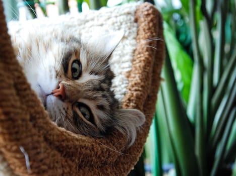 a Cats, lovely fluffy a pets. kitten