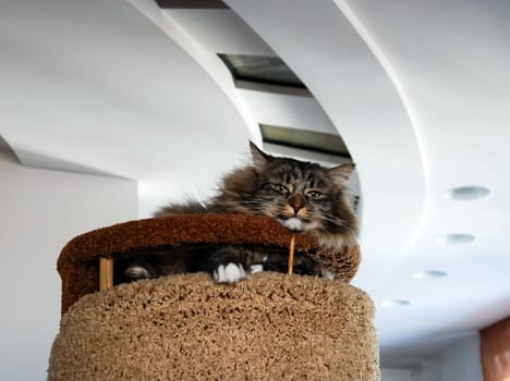 a Cats, lovely fluffy a pets. kitten