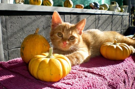Cats, a lovely fluffy a pets