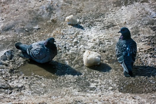 Common blue-gray doves in the city. Bird, who lives next to the man.