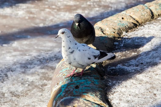 Common blue-gray doves in the city. Bird, who lives next to the man.