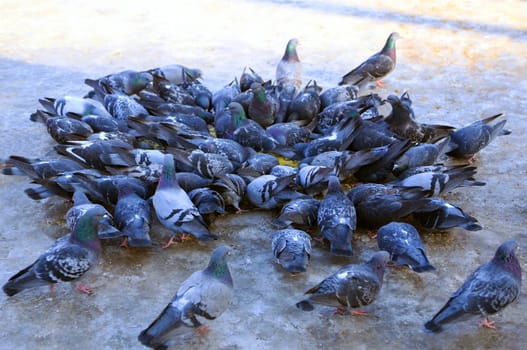 Common blue-gray doves in the city. Bird, who lives next to the man.