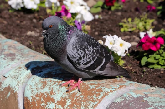 Common blue-gray doves in the city. Bird, who lives next to the man.