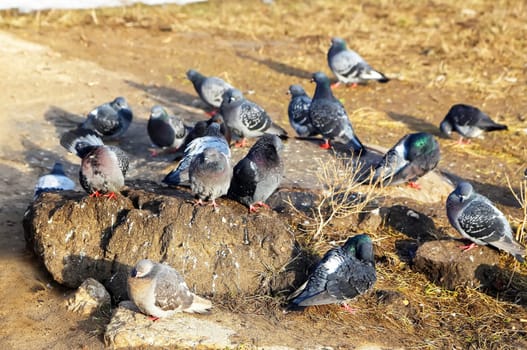 Common blue-gray doves in the city. Bird, who lives next to the man.