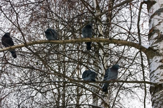 Common blue-gray doves in the city. Bird, who lives next to the man.