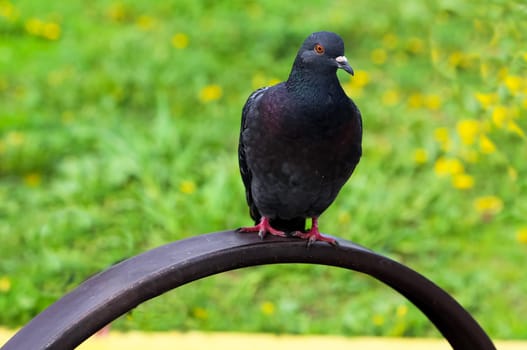 Common blue-gray doves in the city. Bird, who lives next to the man. Single pigeon sitting.