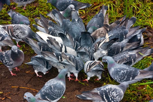 Common blue-gray doves in the city. Bird, who lives next to the man.