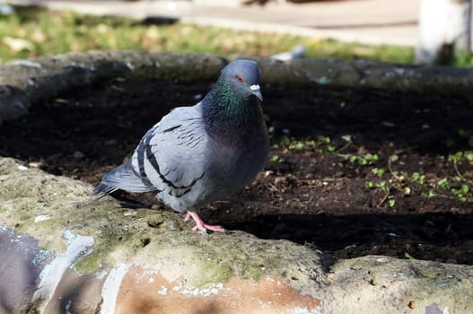 Common blue-gray doves in the city. Bird, who lives next to the man. Single pigeon sitting.