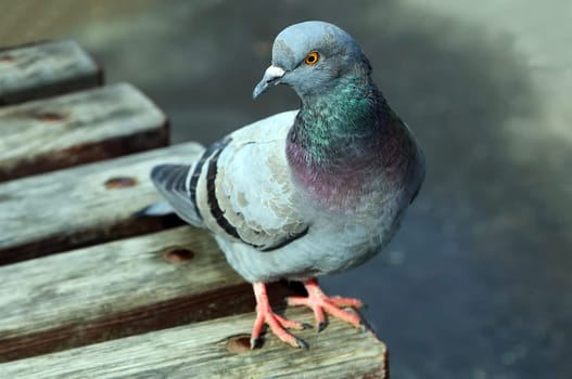 Common blue-gray doves in the city. Bird, who lives next to the man.