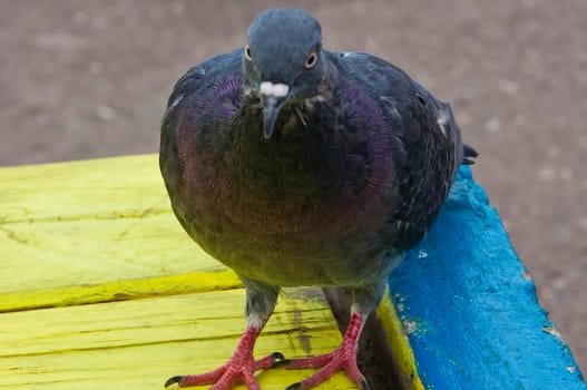 Common blue-gray doves in the city. Bird, who lives next to the man. Single pigeon sitting.