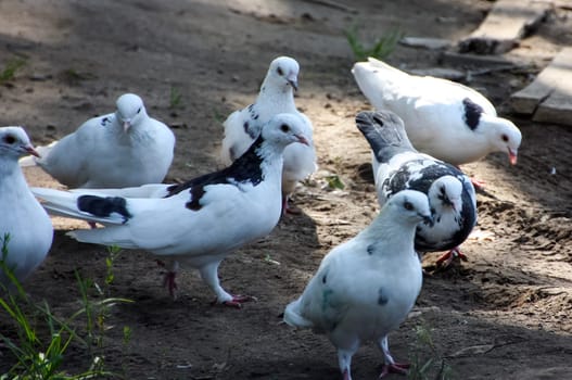 Common blue-gray doves in the city. Bird, who lives next to the man.