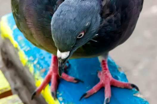 Common blue-gray doves in the city. Bird, who lives next to the man.