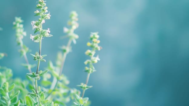 A detailed close-up view of a plant featuring vibrant green leaves. The leaves are densely clustered, showcasing intricate patterns and textures. The plant appears healthy and thriving in its natural environment.