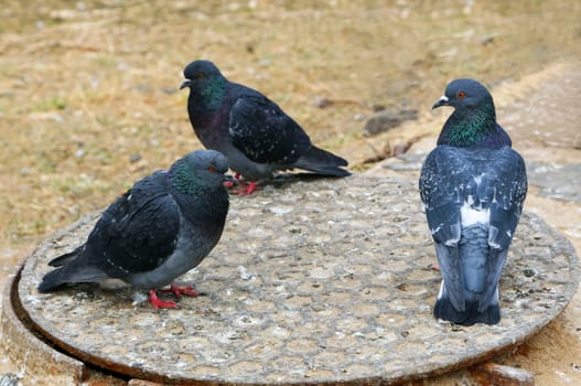 Common blue-gray doves in the city. Bird, who lives next to the man.
