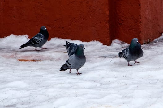 Common blue-gray doves in the city. Bird, who lives next to the man.