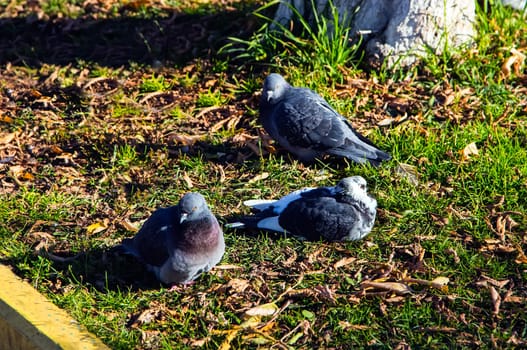 Common blue-gray doves in the city. Bird, who lives next to the man.