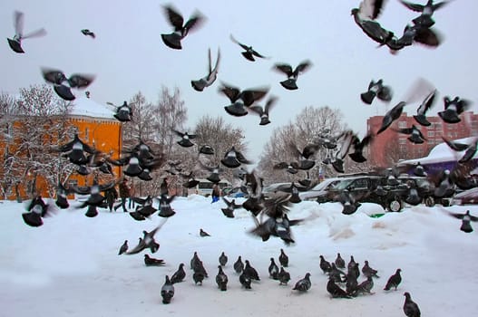 Common blue-gray doves in the city. Bird, who lives next to the man.