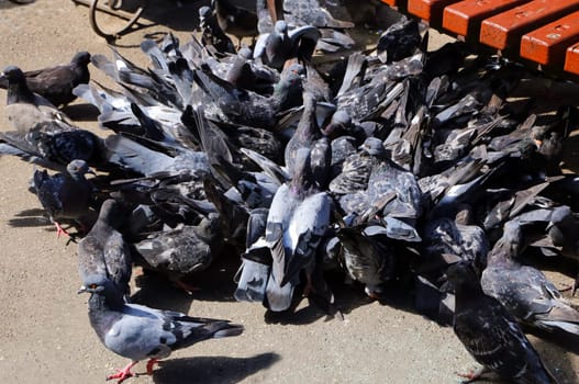 Common blue-gray doves in the city. Bird, who lives next to the man.