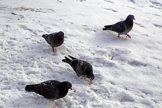 Common blue-gray doves in the city. Bird, who lives next to the man.