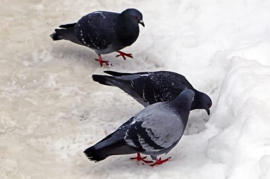 Common blue-gray doves in the city. Bird, who lives next to the man.