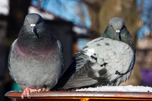 Common blue-gray doves in the city. Bird, who lives next to the man.