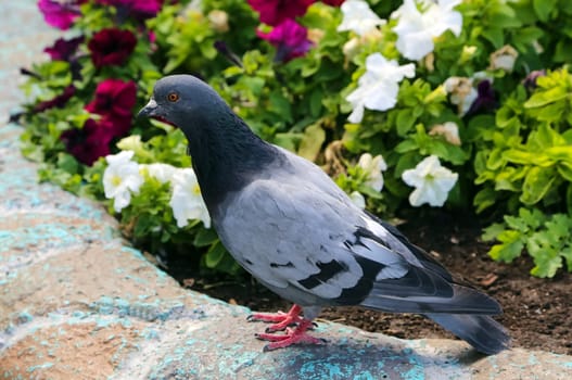 Common blue-gray doves in the city. Bird, who lives next to the man.