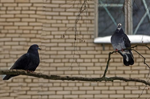 Common blue-gray doves in the city. Bird, who lives next to the man.