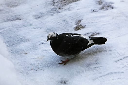Common blue-gray doves in the city. Bird, who lives next to the man. Single pigeon sitting.