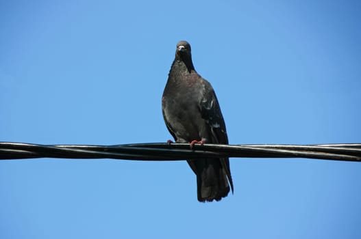 Common blue-gray doves in the city. Bird, who lives next to the man. Single pigeon sitting.
